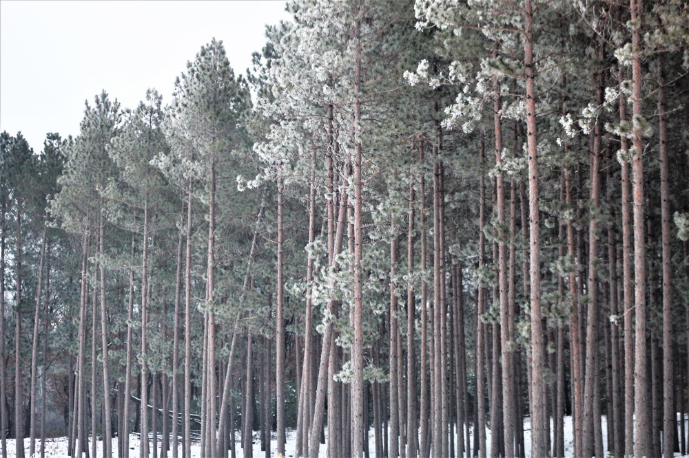 Rime ice forms at Fort McCoy in early January 2021