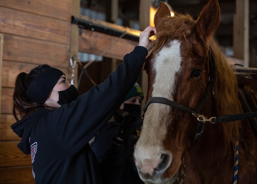 Equine therapy support for Soldiers supporting COVID-19 relief efforts