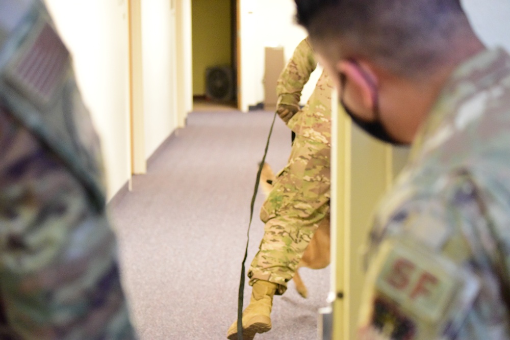MWD Kay reports for detection duty
