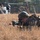 Marine Corps Security Forces Regiment, Charlie FAST Company, 5th Platoon, Conducts Mission Readiness Exercise
