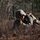 Marine Corps Security Forces Regiment, Charlie FAST Company, 5th Platoon, Conducts Mission Readiness Exercise