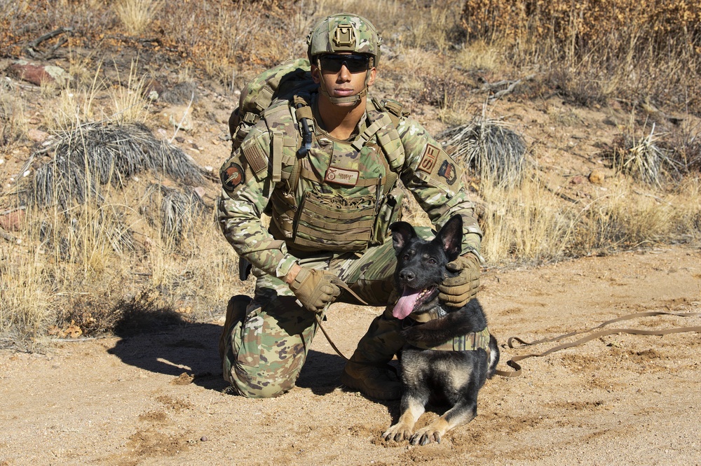 Military Working Dog Training