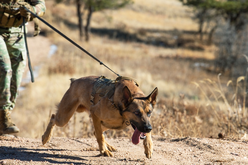 Military Working Dog Training