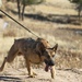 Military Working Dog Training