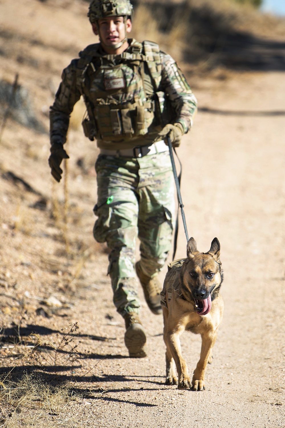 Military Working Dog Training