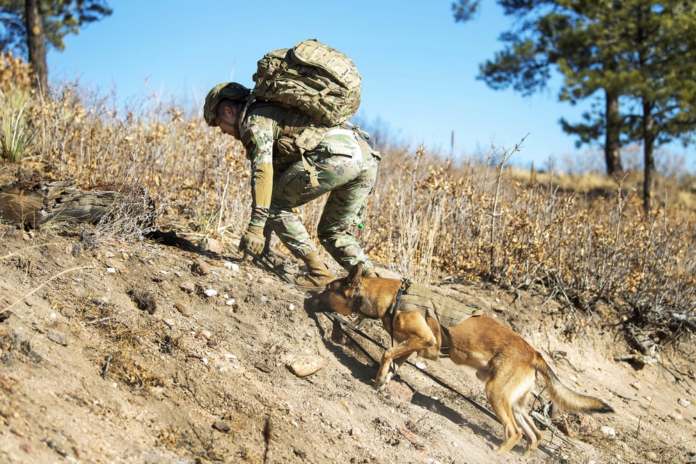 Military Working Dog Training