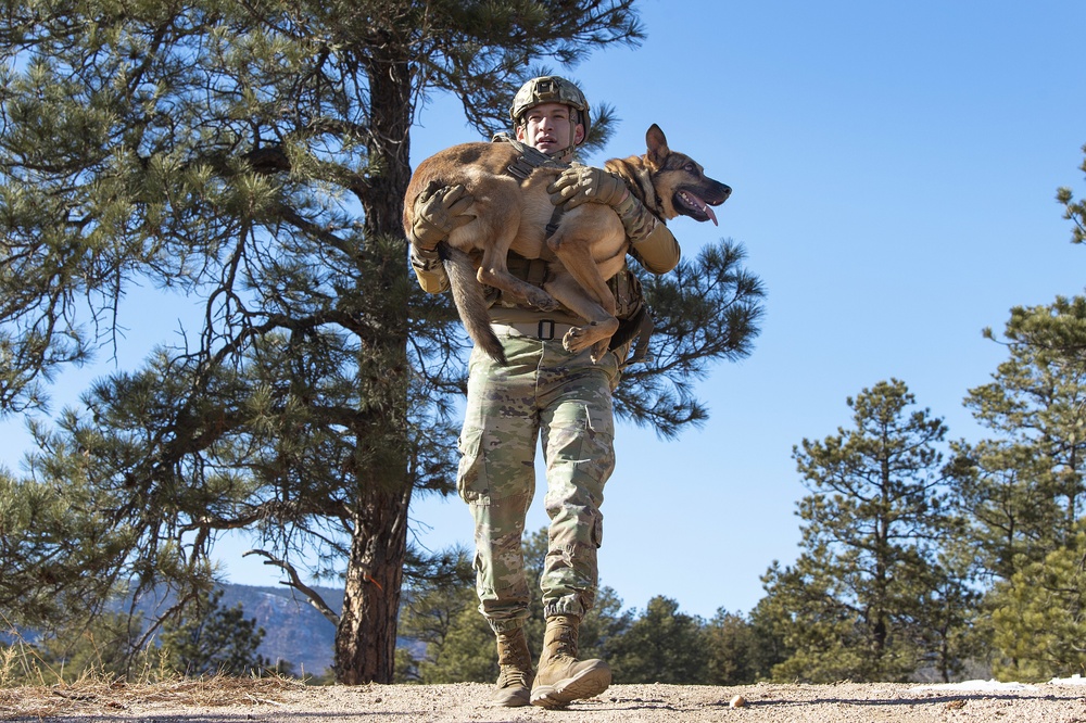 Military Working Dog Training