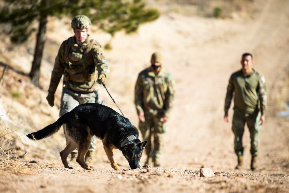 Military Working Dog Training