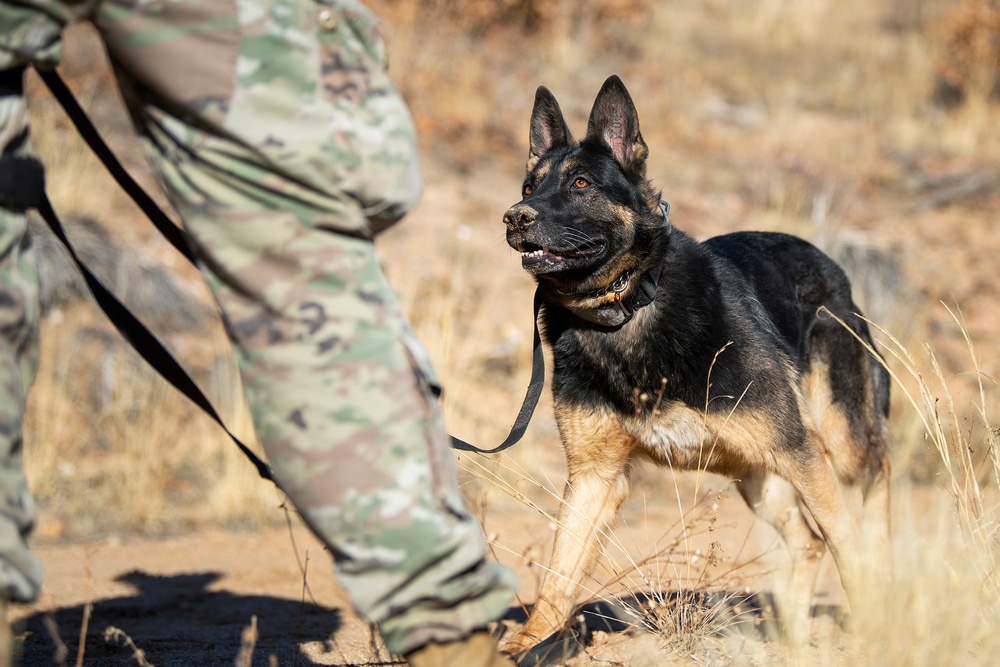 Military Working Dog Training