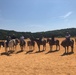 Horses help ARCP Soldiers recover and overcome