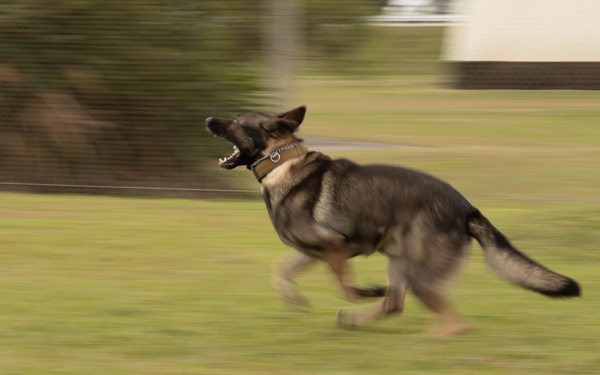 Security forces welcomes newest military working dog