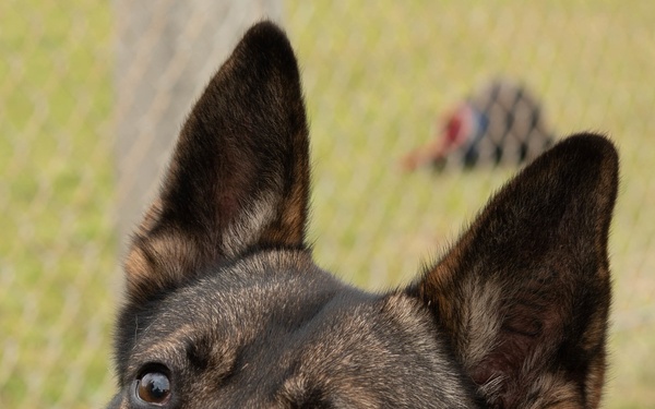 Security forces welcomes newest military working dog