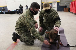 TSC Sailors Enjoyed a Day Relaxing With Dogs