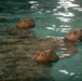 Alpha Company Swim Qualification