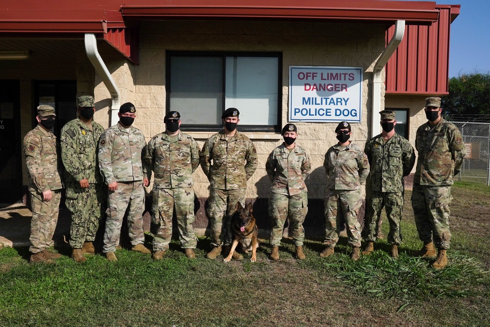 Military Working Dogs