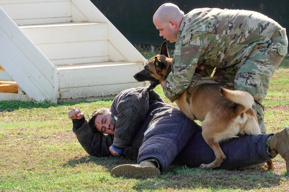 Military Working Dogs