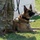 Military Working Dogs