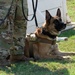 Military Working Dogs