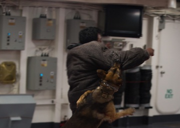 31st MEU military working dog demonstrates skills at sea