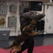 31st MEU military working dog demonstrates skills at sea