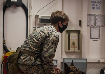 31st MEU military working dog demonstrates skills at sea