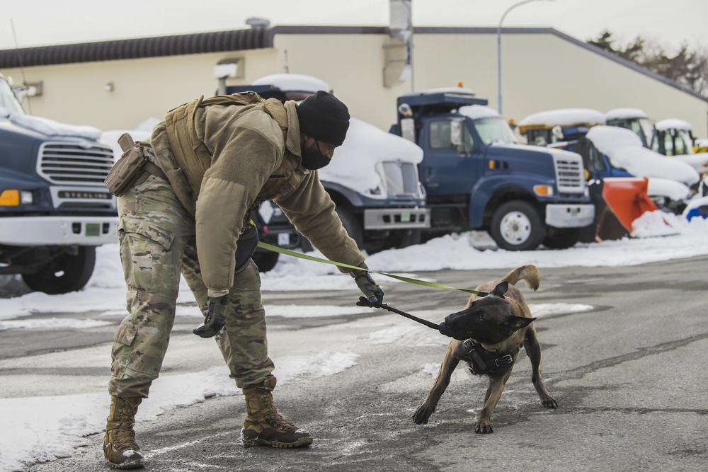 Four-Legged Wingmen: Misawa's Own Military Working Dogs