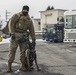 Four-Legged Wingmen: Misawa's Own Military Working Dogs