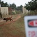 K9s train at Pacific Defender 21