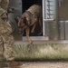 K9s train at Pacific Defender 21