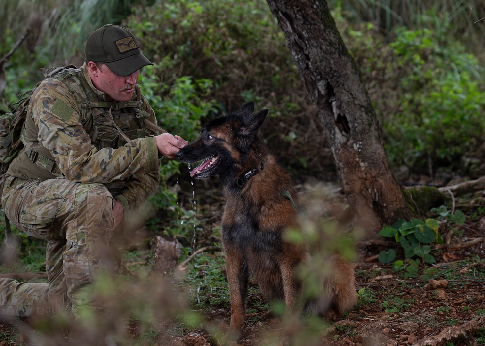 K9s train at Pacific Defender 21