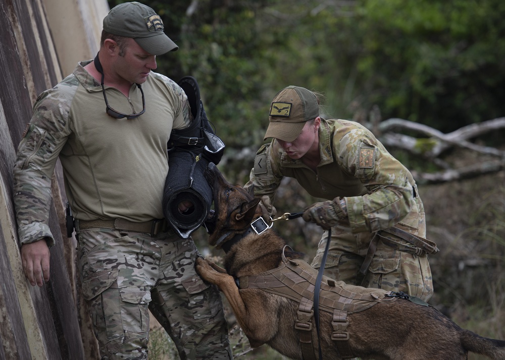 K9s train at Pacific Defender 21