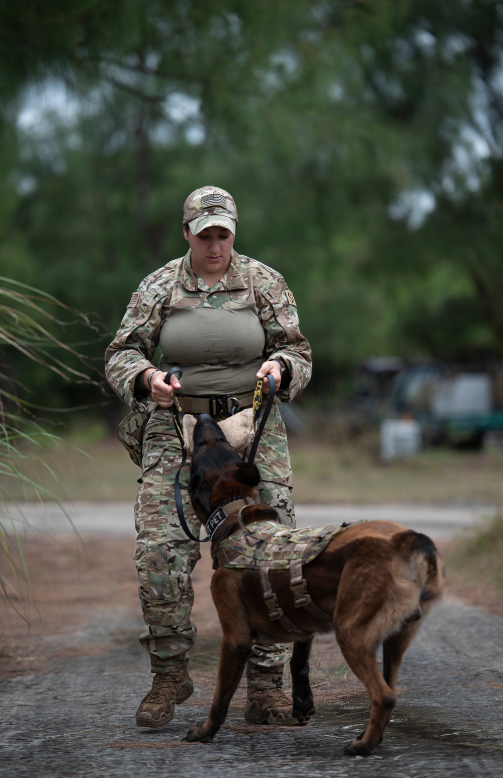 K9s train at Pacific Defender 21