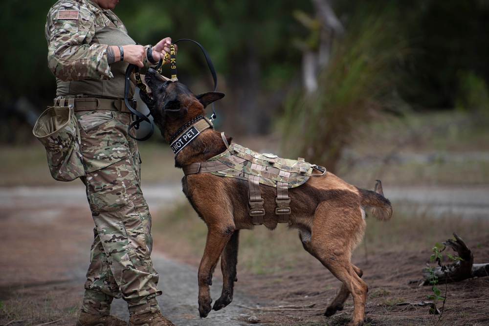 K9s train at Pacific Defender 21