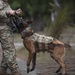 K9s train at Pacific Defender 21