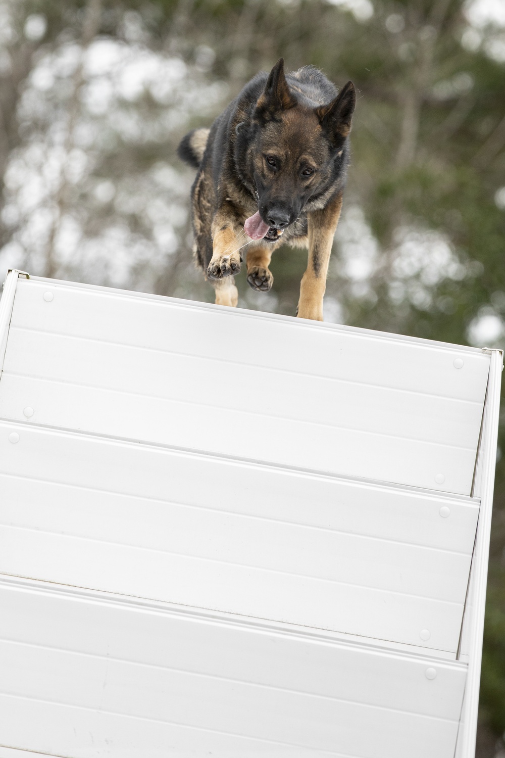 Paws on the ground: Military Working Dog handler experience