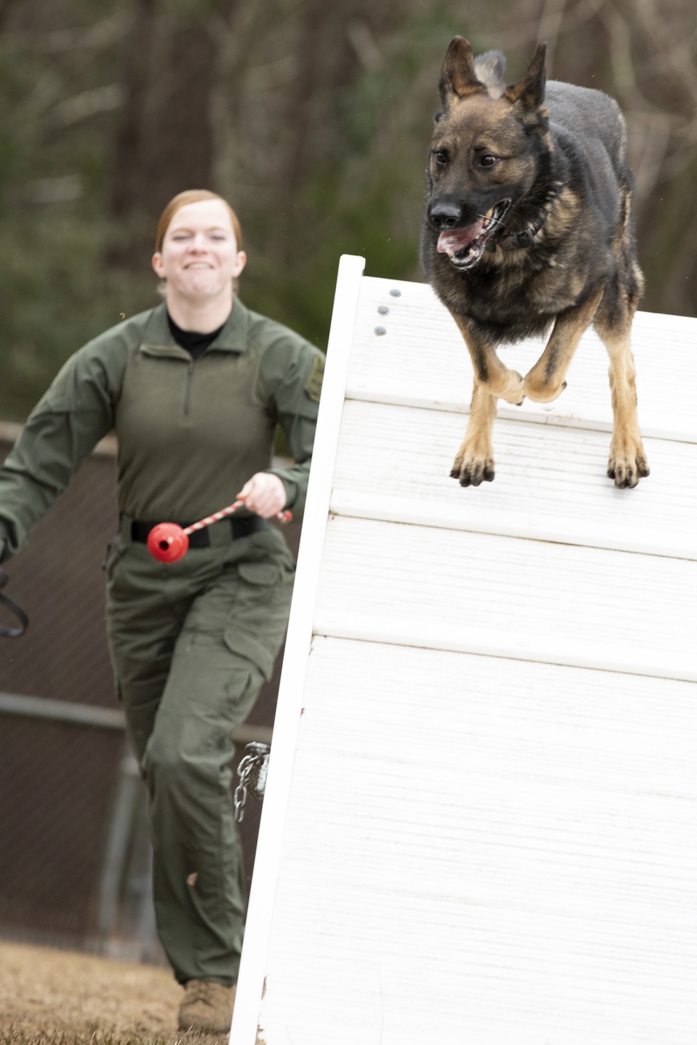 Paws on the ground: Military Working Dog handler experience