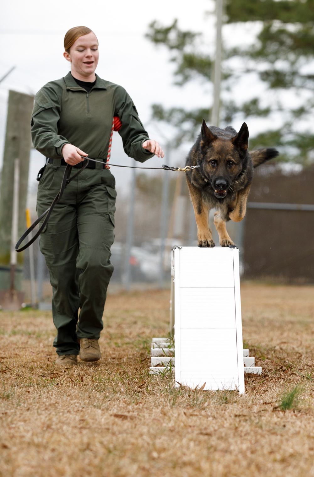 Paws on the ground: Military Working Dog handler experience