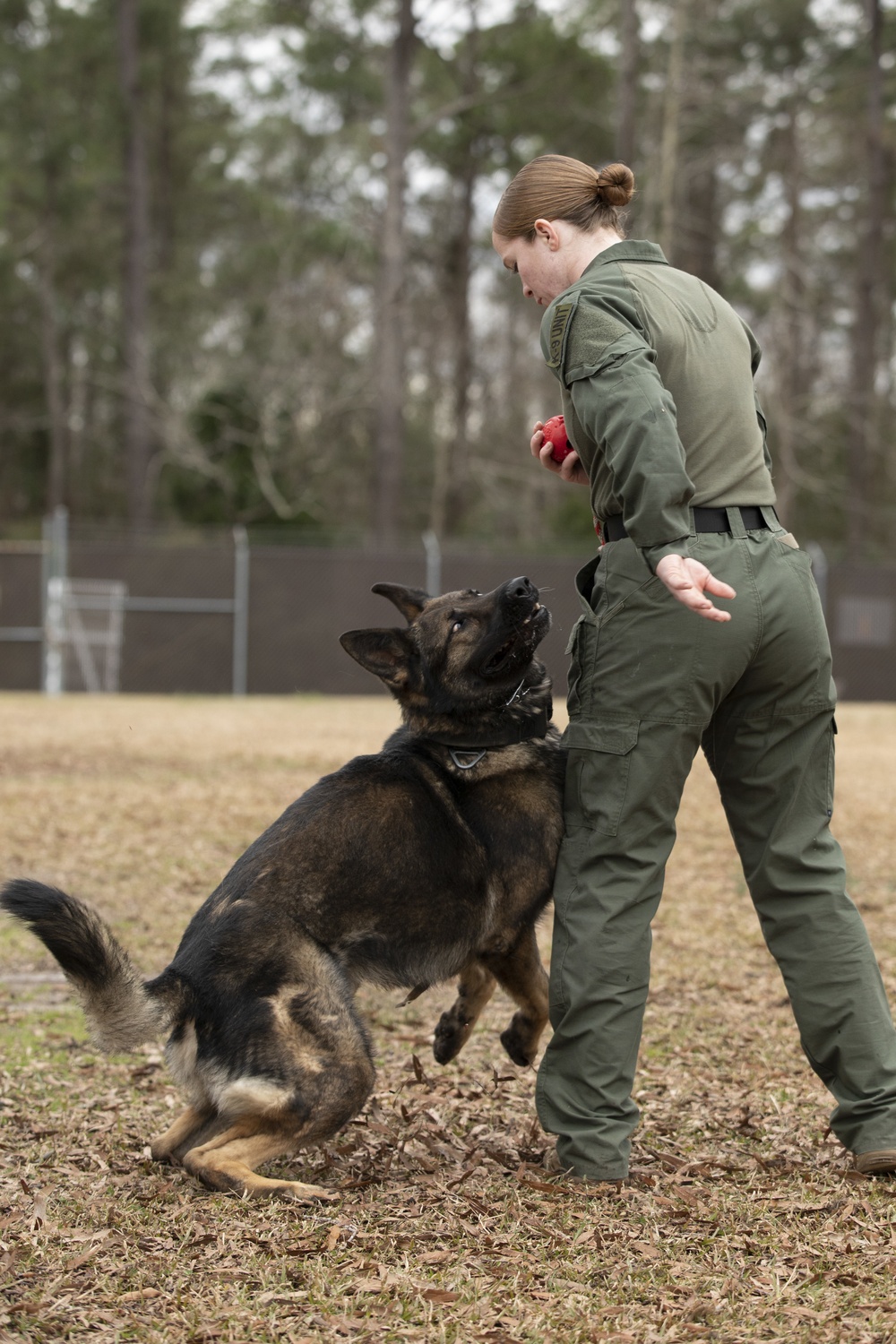 Paws on the ground: Military Working Dog handler experience