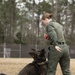 Paws on the ground: Military Working Dog handler experience