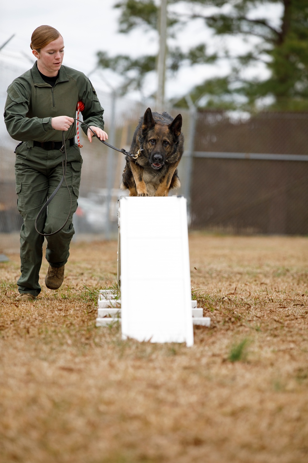 Paws on the ground: Military Working Dog handler experience