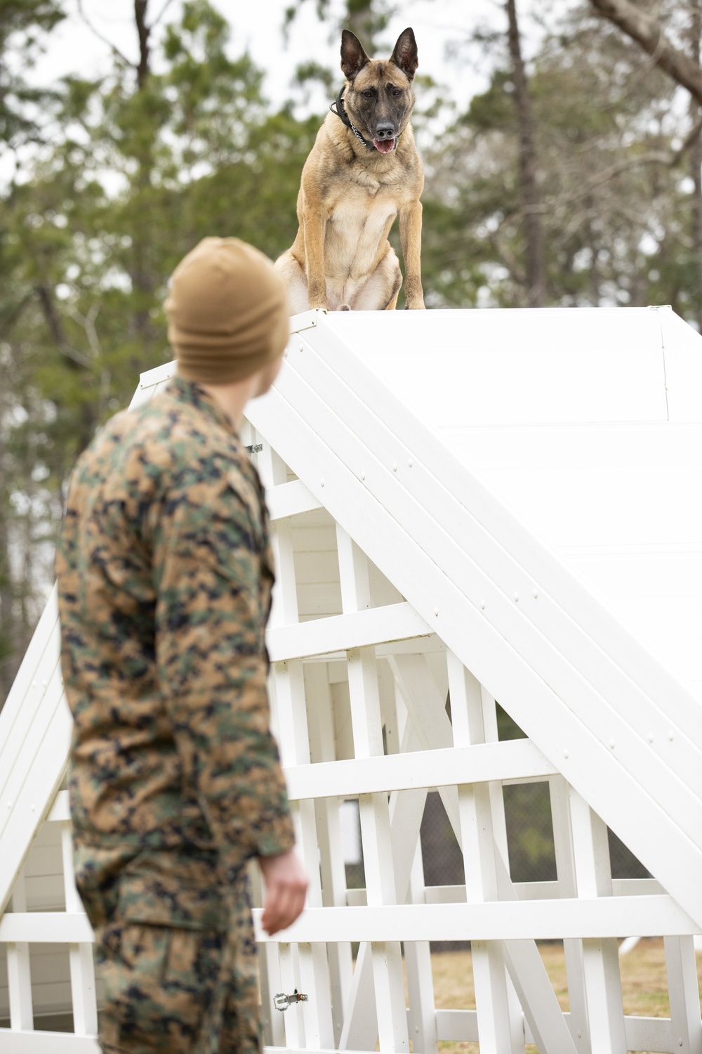 Paws on the ground: Military Working Dog handler experience