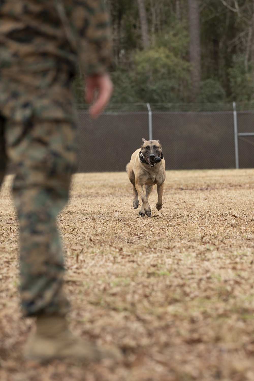 Paws on the ground: Military Working Dog handler experience