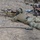 U.S., French conduct joint sniper training