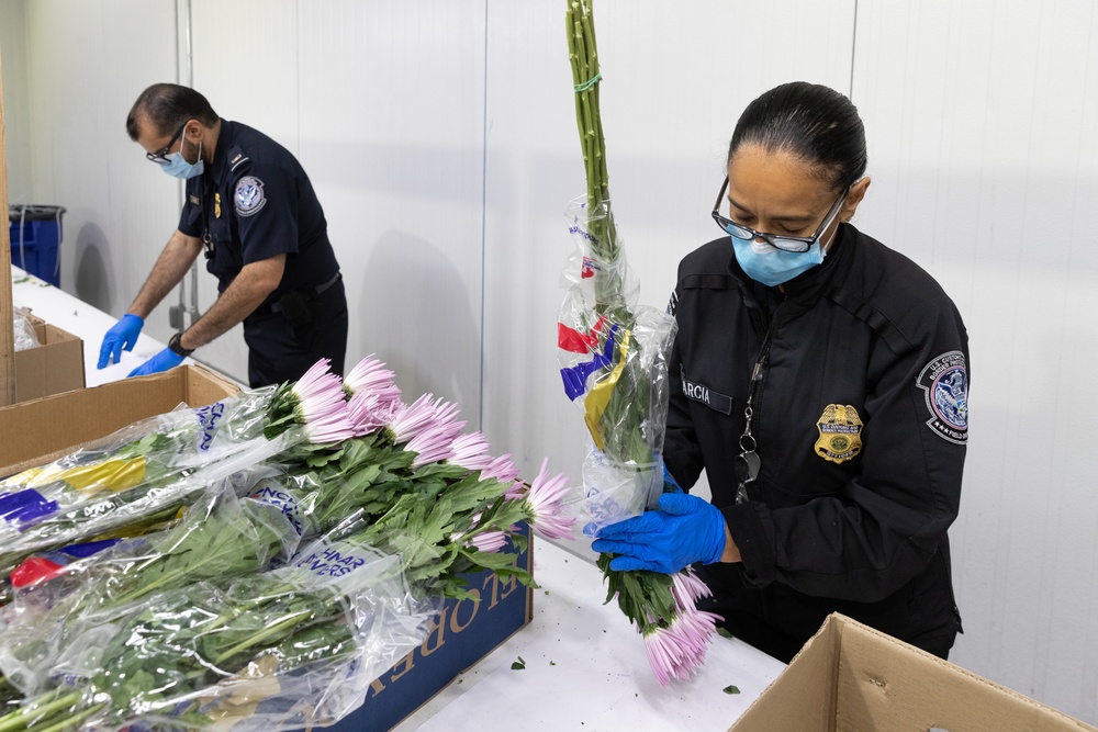 CBP agriculture specialists inspect cut flowers in Miami