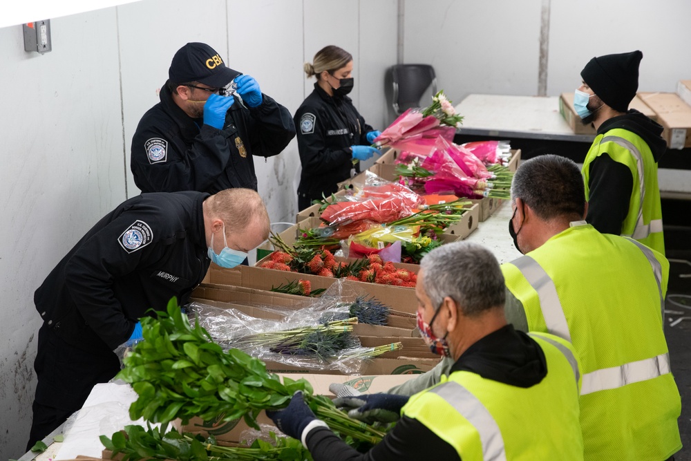 CBP agriculture specialists inspect cut flowers in Miami
