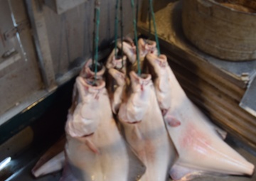 Coast Guard issues commercial fishing violation near Kodiak Island, Alaska