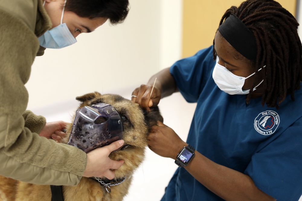 Military Working Dog exam