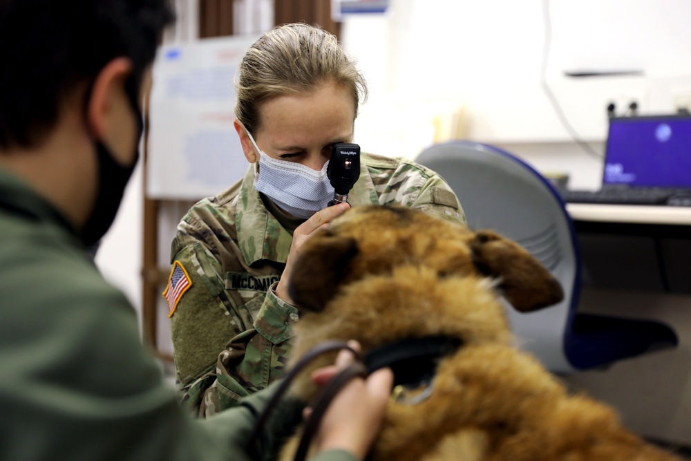 Military Working Dog exam