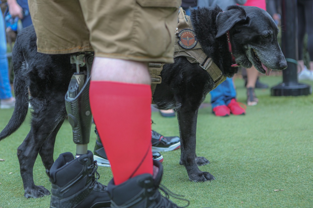 Veterans, service dogs, stroll in the park to raise awareness