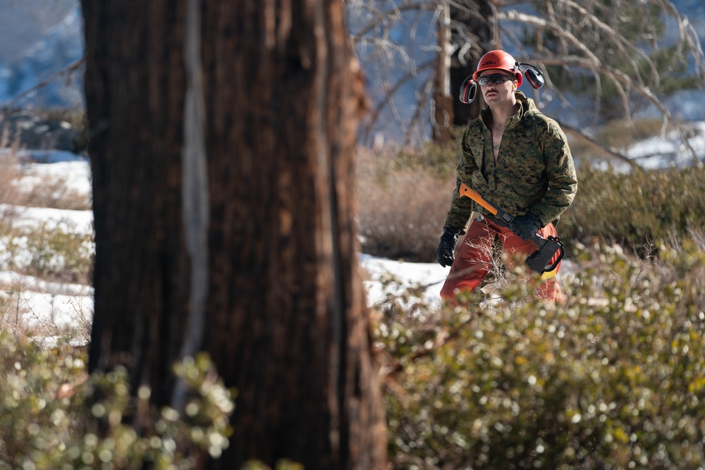 Mountain Engineers Fall Trees During Mountain Engineers Course